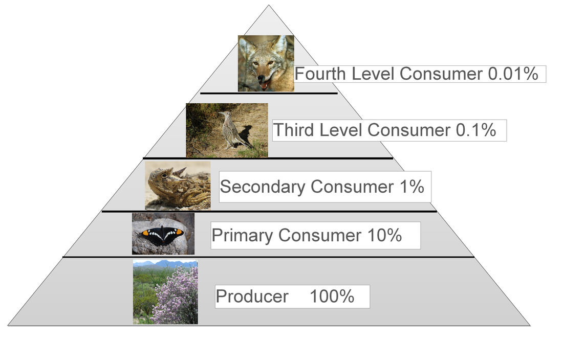 What Is An Energy Pyramid In Biology - slideshare