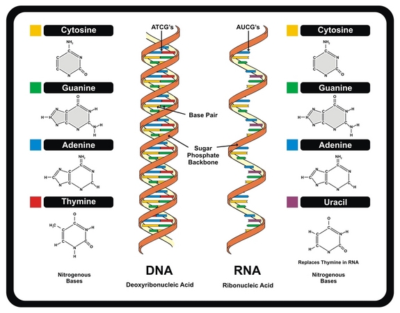 DNA VS RNA - ninth Grade Biology